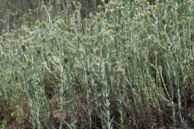 Common Cutweed (Filago vulgaris)