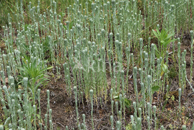Common Cutweed (Filago vulgaris)