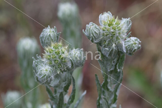 Common Cutweed (Filago vulgaris)