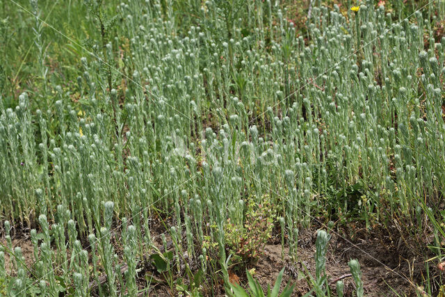 Common Cutweed (Filago vulgaris)