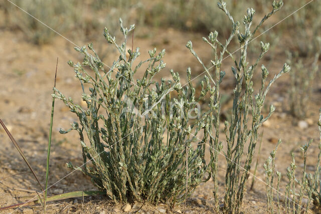 Dwergviltkruid (Filago minima)
