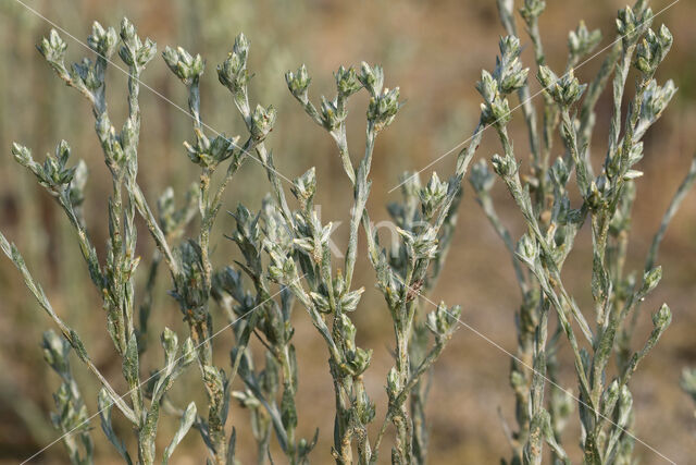 Small Cudweed (Filago minima)