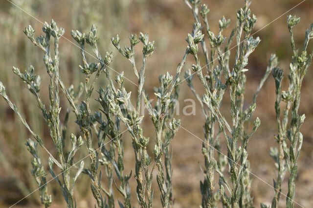 Small Cudweed (Filago minima)