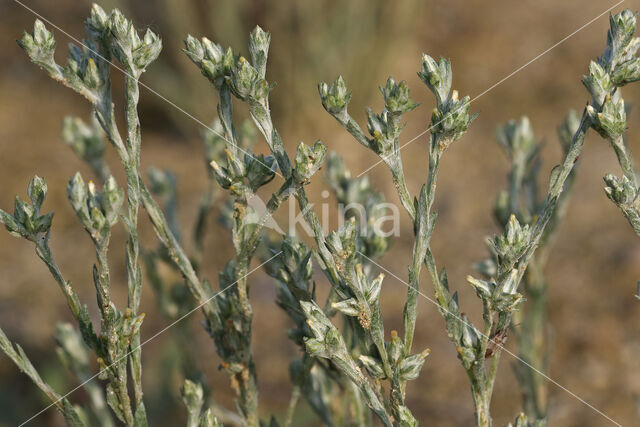 Small Cudweed (Filago minima)