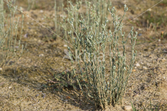 Small Cudweed (Filago minima)