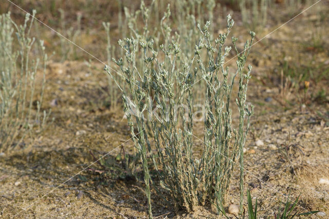 Small Cudweed (Filago minima)