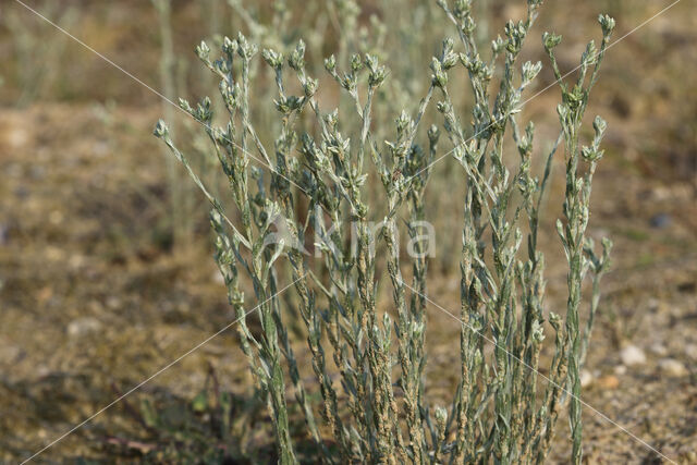 Small Cudweed (Filago minima)