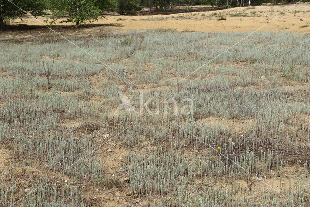 Small Cudweed (Filago minima)