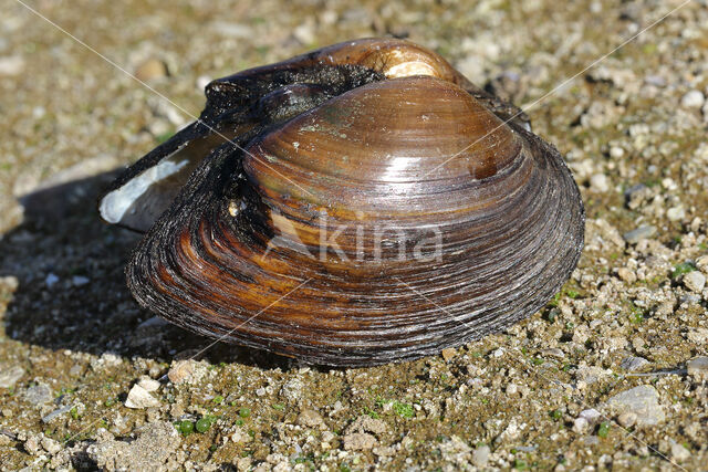 Swollen River Mussel (Unio tumidus depressa)