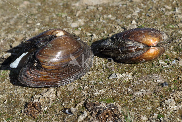 Swollen River Mussel (Unio tumidus depressa)
