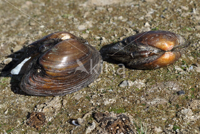 Bolle stroommossel (Unio tumidus depressa)