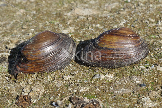 Swollen River Mussel (Unio tumidus depressa)