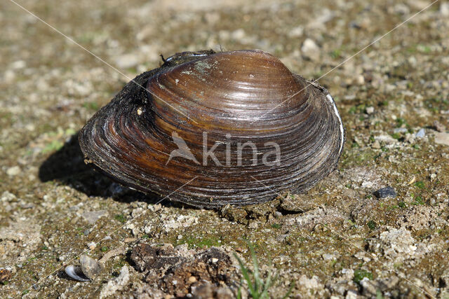 Bolle stroommossel (Unio tumidus depressa)