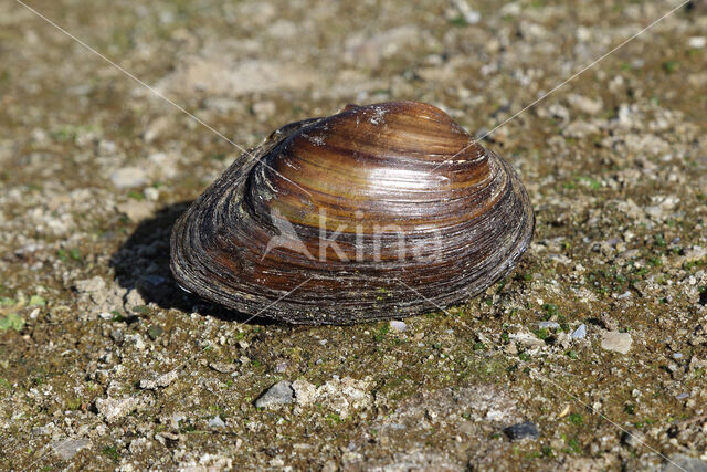 Bolle stroommossel (Unio tumidus depressa)