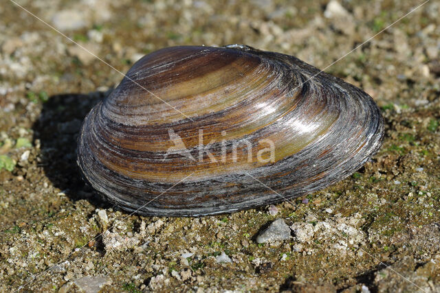 Bolle stroommossel (Unio tumidus depressa)