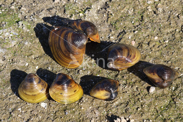 Aziatische korfmossel (Corbicula fluminea)