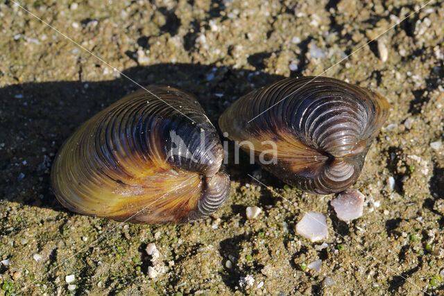 Aziatische korfmossel (Corbicula fluminea)