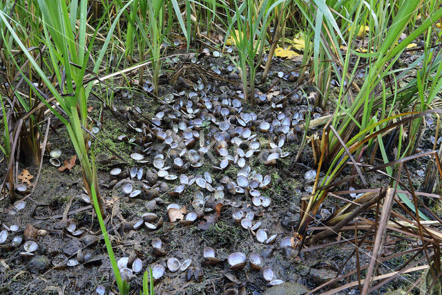 Aziatische korfmossel (Corbicula fluminea)