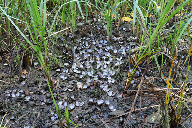 Aziatische korfmossel (Corbicula fluminea)