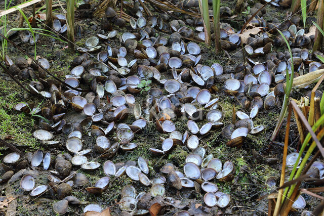 Aziatische korfmossel (Corbicula fluminea)