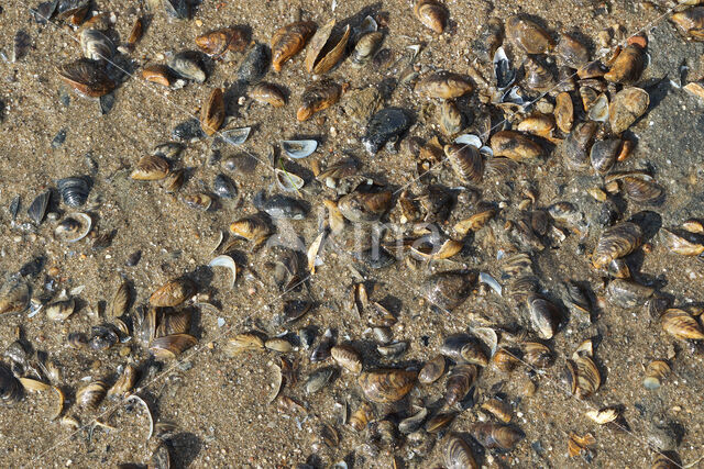 quaggamossel (dreissema bugensis)
