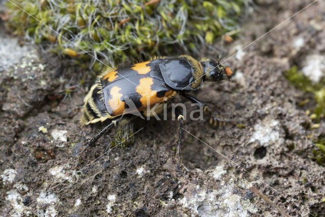 Krompootdoodgraver (Necrophorus vespillo)