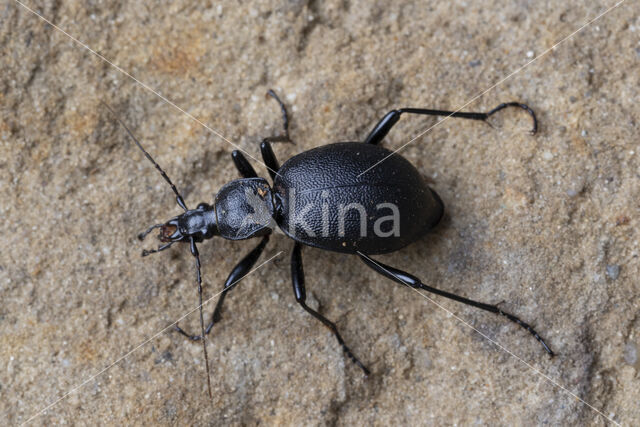 lederslakkenloopkever (cychrus caraboides)