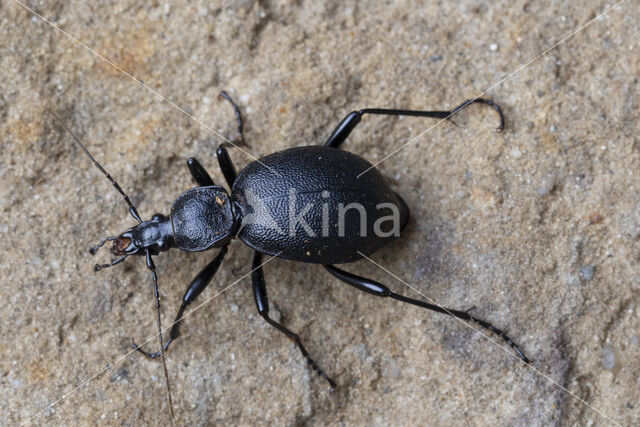 lederslakkenloopkever (cychrus caraboides)