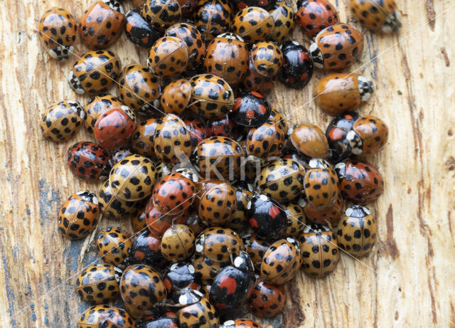 harmonia axyridis f. succinea