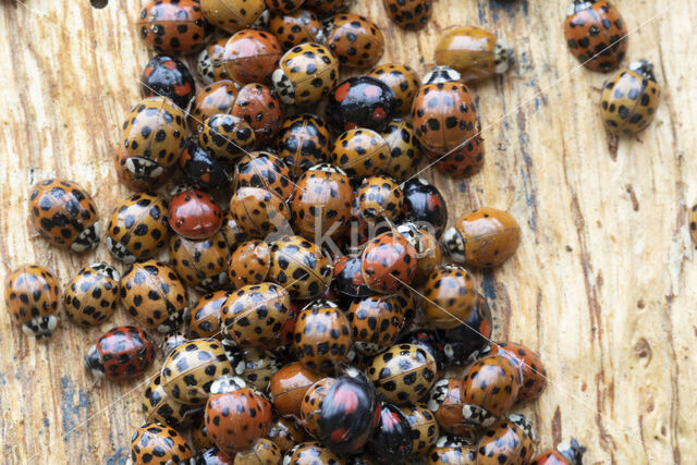 harmonia axyridis f. succinea