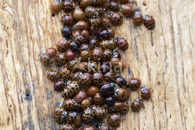 harmonia axyridis f. succinea