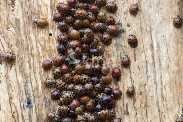 veelstippig aziatisch lieveheersbeestje (harmonia axyridis f. succinea)