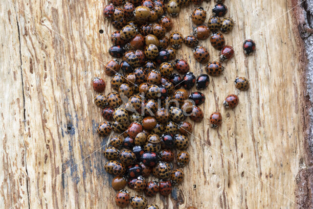 veelstippig aziatisch lieveheersbeestje (harmonia axyridis f. succinea)