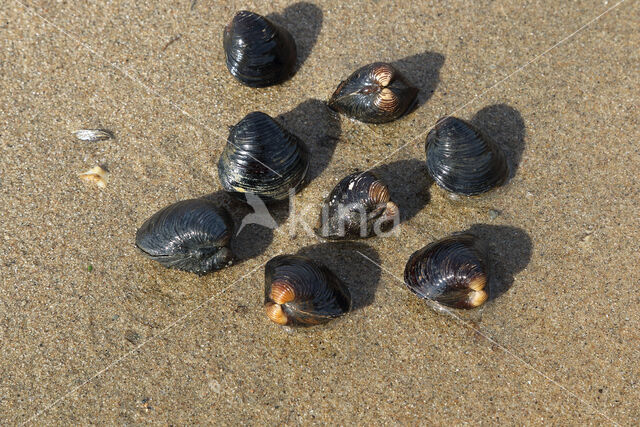 Asian Clam (Corbicula fluminea)