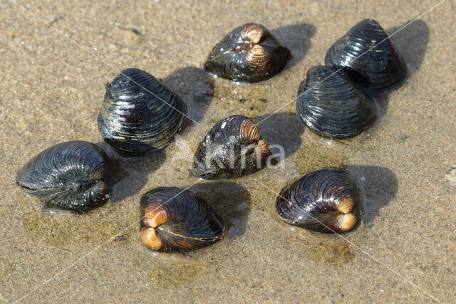 Aziatische korfmossel (Corbicula fluminea)