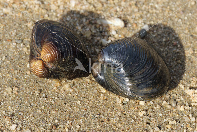 Aziatische korfmossel (Corbicula fluminea)