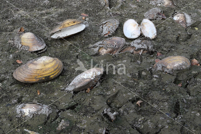 Swan Mussel (Anodonta cygnea)