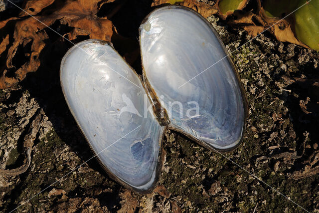 Swan Mussel (Anodonta cygnea)