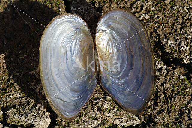 Swan Mussel (Anodonta cygnea)