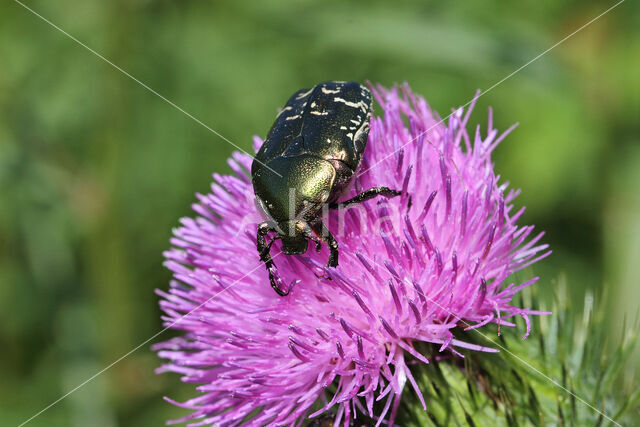 Metallic green chafer (Protaetia cuprea)