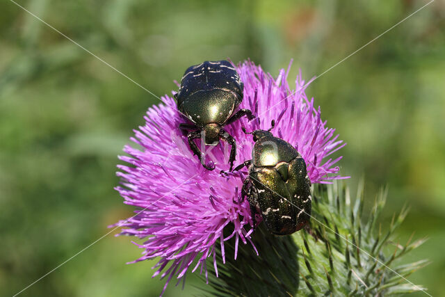 Metallic green chafer (Protaetia cuprea)