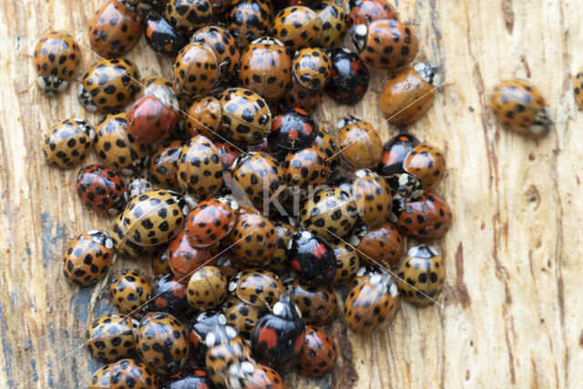 veelstippig aziatisch lieveheersbeestje (harmonia axyridis f. succinea)