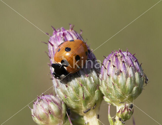 Zevenstippelig lieveheersbeestje (Coccinella septempunctata