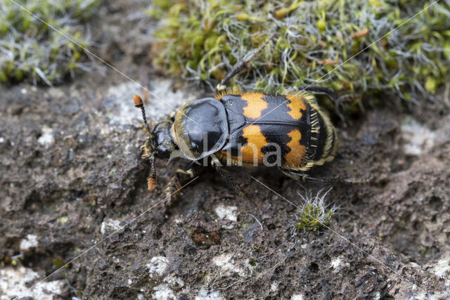 Necrophorus vespillo