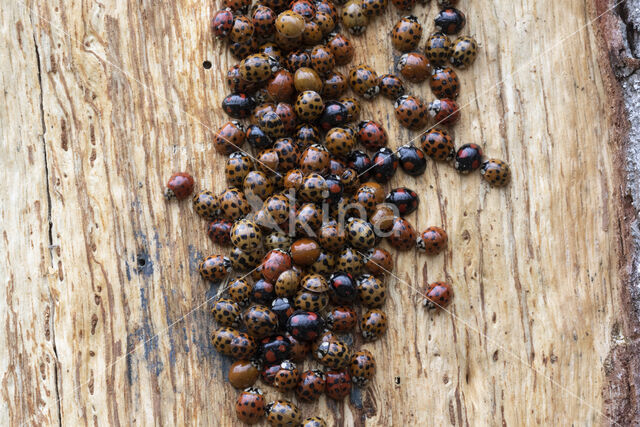 veelstippig aziatisch lieveheersbeestje (harmonia axyridis f. succinea)