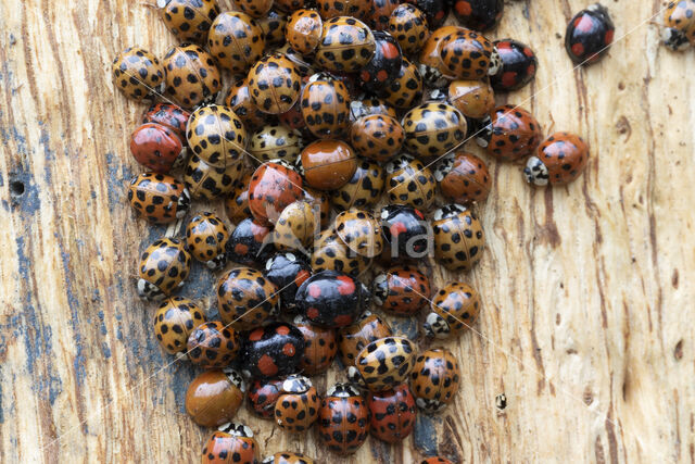 veelstippig aziatisch lieveheersbeestje (harmonia axyridis f. succinea)