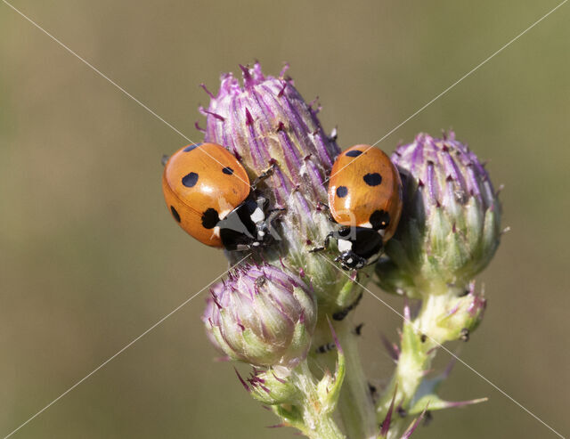 7 spot Ladybird