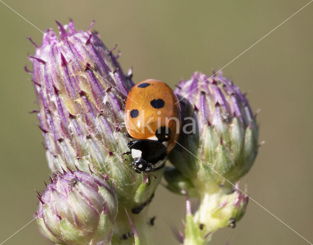 Zevenstippelig lieveheersbeestje (Coccinella septempunctata