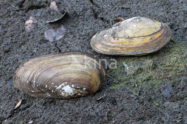 Zwanenmossel (Anodonta cygnea)