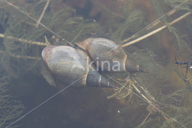 Gewone Poelslak (Lymnaea stagnalis)